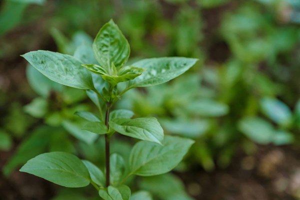 Recyclage et élimination des tablettes